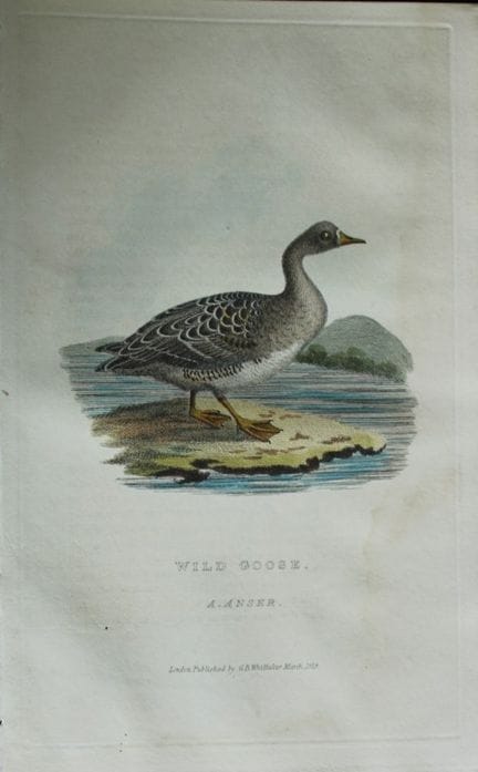Baron Cuvier - Oie sauvage, 1829.

Cette gravure a