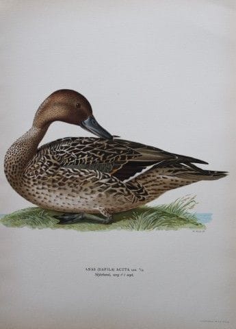 M. von Wright - Lithographie in-folio représentant
