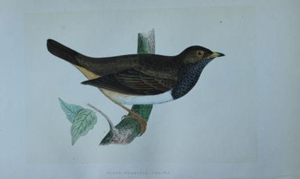 Charles Bree - Gravure coloriée à la main représen