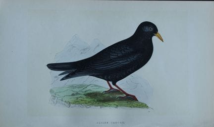 Charles Bree - Gravure coloriée à la main représen