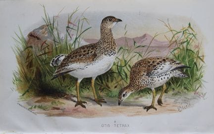 E. Neale - Petite outarde, tirée de *Game Birds of