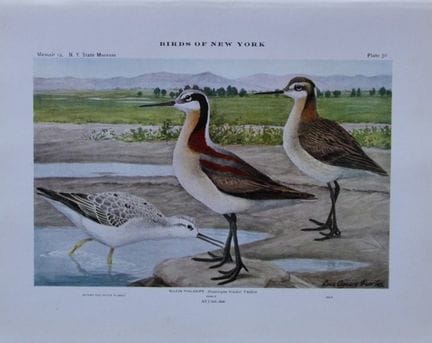 L. Agassiz Fuertes - Chromolithographie représenta