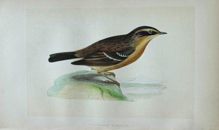 Charles Bree - Gravure coloriée à la main représen