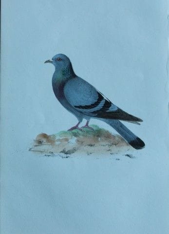 H.L. 迈耶——1857年岩鸽彩色石版画。

这幅版画出自亨利·伦纳德·迈耶之手，选自威利斯与索瑟