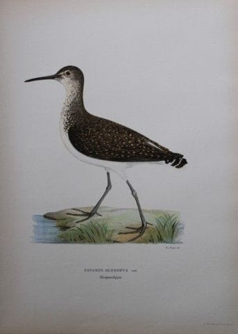 M. von Wright - Lithographie in-folio représentant