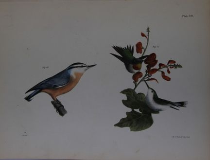 詹姆斯·E·德凯——图版XL 《红喉蜂鸟（雌雄）与红腹啄木鸟》，1844年。

这幅19世纪的原创且