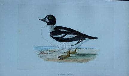 Charles Bree - Gravure coloriée à la main représen