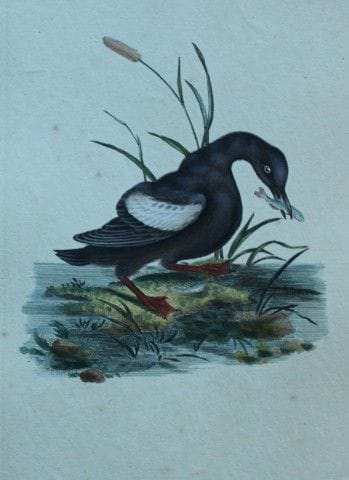 Edward Donovan - Gravure coloriée à la main représ