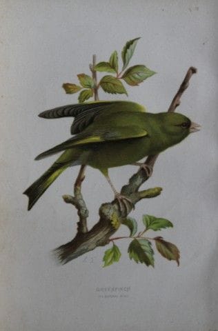 伊莱莎·特克——《绿金翅雀》，1883年。

这幅石版彩色印刷版画出自沃尔特·斯韦斯兰德所著的《常见