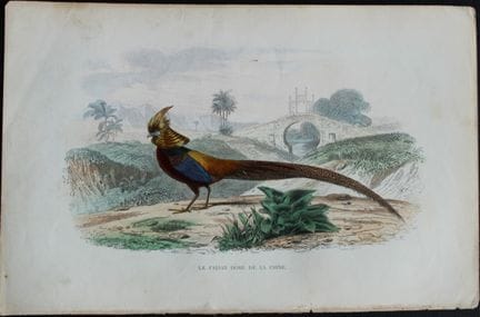 Edouard Travies  - Faisan doré de Chine, tiré du D