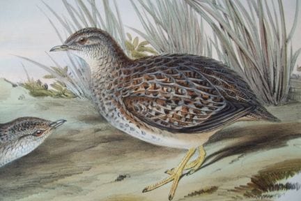 John Gould -  L'hémipode étincelant, tiré de *Bird