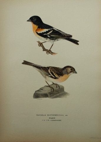 M. von Wright - Lithographie in-folio représentant