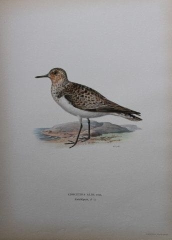 M. von Wright - Lithographie in-folio représentant