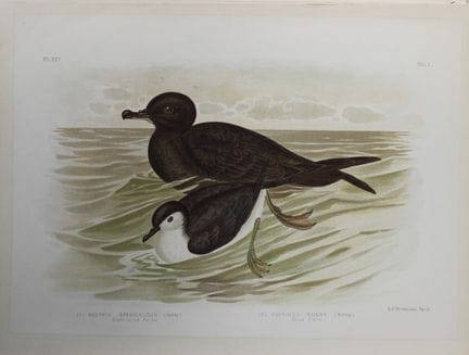 Broinowski - Chromolithographie représentant des p