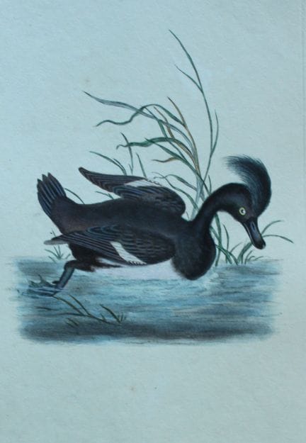 Edward Donovan - Gravure coloriée à la main représ