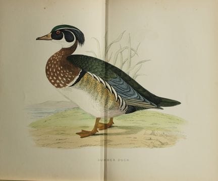 Beverley Morris - Lithographie représentant un can