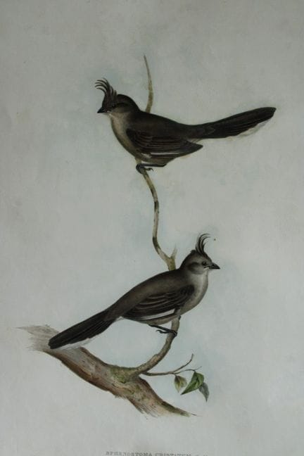 John Gould -  Le bec-en-coin huppé  tiré de *Birds