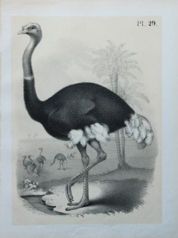 Theodore Jasper - The Ostrich 1878.

This chromoli