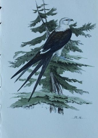 H.L. 迈耶——1857年燕尾鸢彩色石版画。

这幅版画出自亨利·伦纳德·迈耶之手，选自威利斯与索
