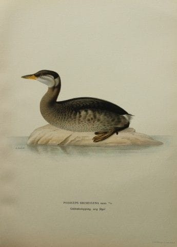 M. von Wright - Lithographie in-folio représentant