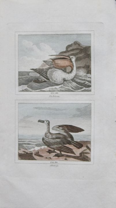 Buffon - Engraving of Pelican and Albatross 1808.
