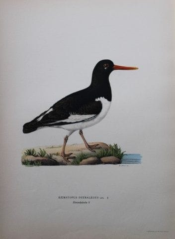 M. von Wright - Lithographie in-folio représentant