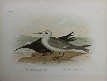 Broinowski - Chromolithographie représentant des n