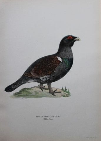 M·冯·赖特——1924年大松鸡对开石版画。

这幅手工上色的石版画出自马格努斯、威廉和费迪南德·冯
