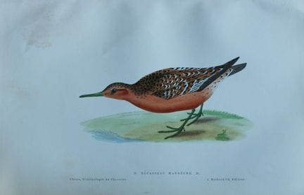 Jean Chenu - Lithographie du bécasseau de Maubeuge