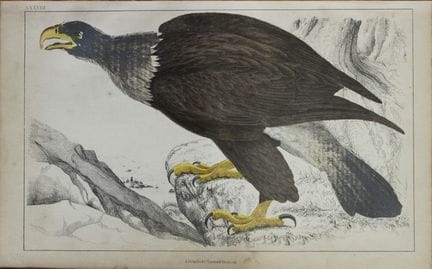 奥利弗·戈德史密斯——《白头鹰》铜版画，1850年。

这幅手工上色的铜版画出自奥利弗·戈德史密斯（