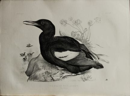Mme Jemima Blackburn - Lithographie représentant l
