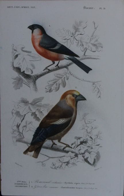Edouard Travies  - Pinson eurasien et gros-bec 184
