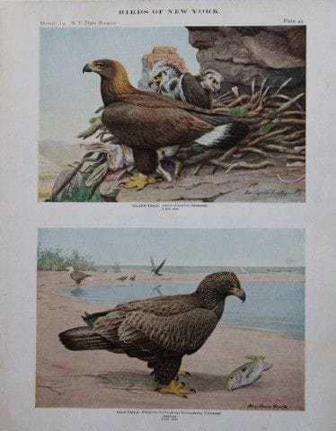 L. Agassiz Fuertes - Chromolithographie représenta
