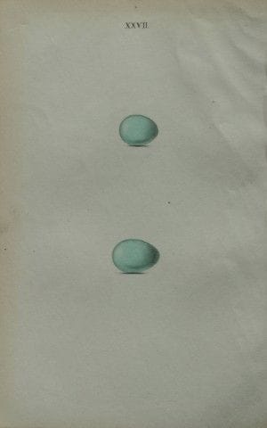W. Hewitson – Gravure coloriée à la main représent