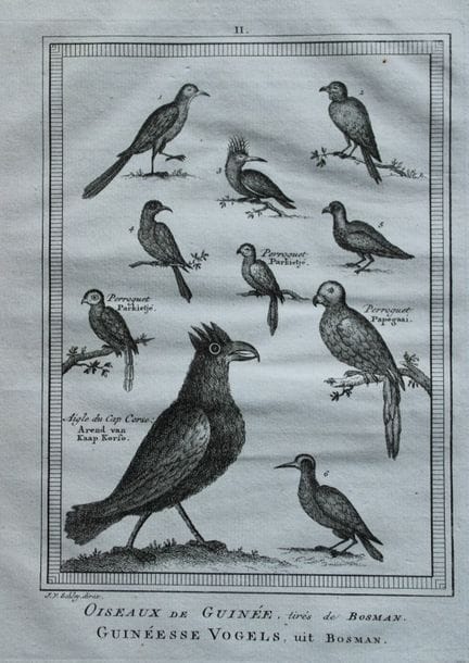 Jakob van der Schley - Birds of Guinea incl Parrot