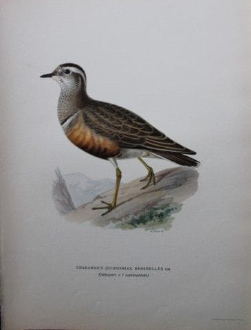 M. von Wright - Lithographie in-folio représentant