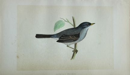 Charles Bree - Gravure coloriée à la main représen