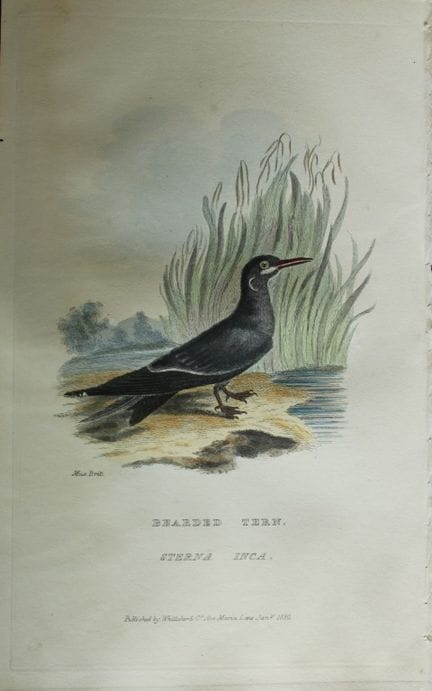 Baron Cuvier - Sterne barbue, 1829.

Cette gravure