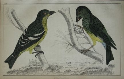 奥利弗·戈德史密斯——《十字喙鸟》铜版画，1850年。

这幅手工上色的铜版画出自奥利弗·戈德史密斯