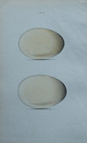 W. Hewitson – Gravure coloriée à la main représent
