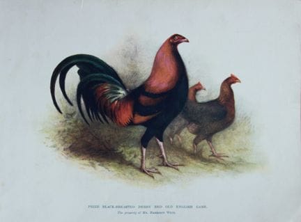Harrison Weir - Chat de chasse anglais ancien « De