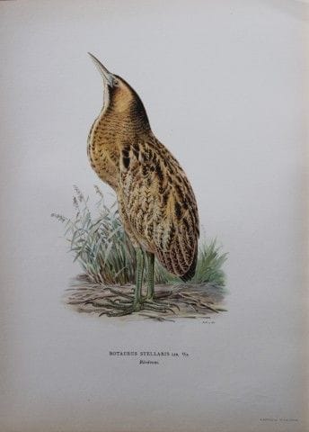 M. von Wright - Lithographie in-folio représentant