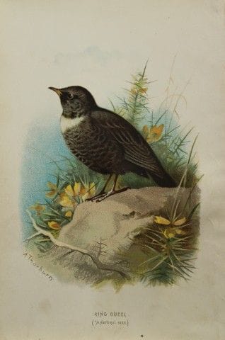 Archibald Thorburn - Merle à collier, 1883.

Cette