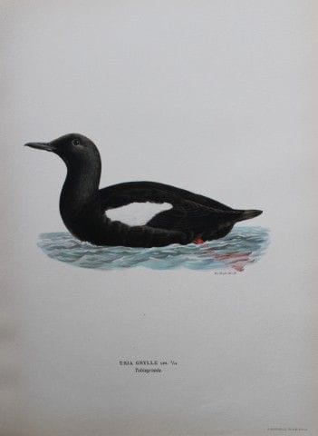 M. von Wright - Lithographie in-folio représentant