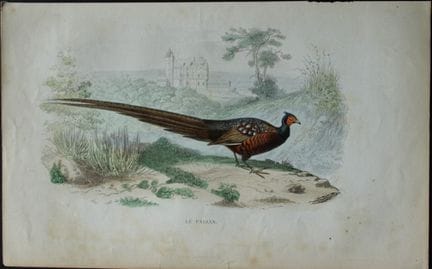 Edouard Travies  - Faisan commun, tiré du Dictionn