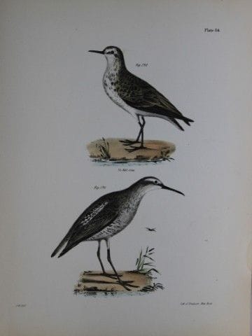 詹姆斯·E·德凯——LXXXVI号版画 《半蹼滨鹬与长腿滨鹬》 1844年。

这幅19世纪独具匠心