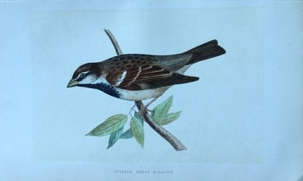 Charles Bree - Gravure coloriée à la main représen