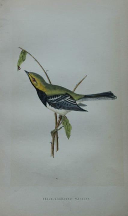 Charles Bree - Gravure coloriée à la main représen