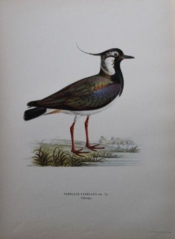 M. von Wright - Lithographie in-folio représentant