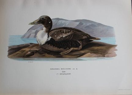 M. von Wright - Lithographie in-folio représentant